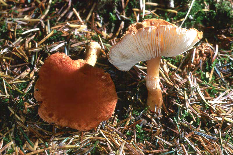 Cystodermella cinnabarina